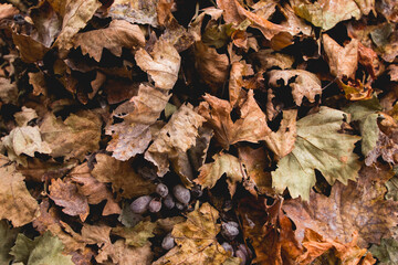 Brown grape leaves on the ground late Autumn- Grapes on the ground with leaves