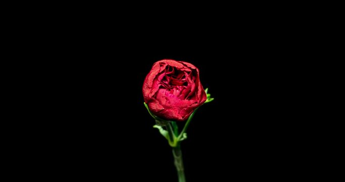 カーネーションの開花タイムラプス