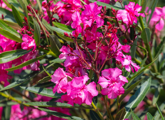 Red flower in the summer park.