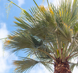 Naklejka na ściany i meble Palm tree against the blue sky