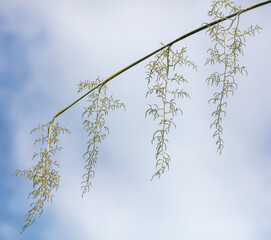 Flower on a palm tree against a blue sky.