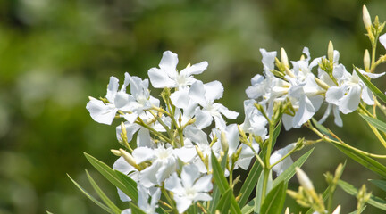 White flowers in the park in summer.