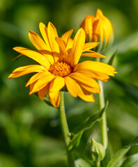 Yellow flower in the park in summer.