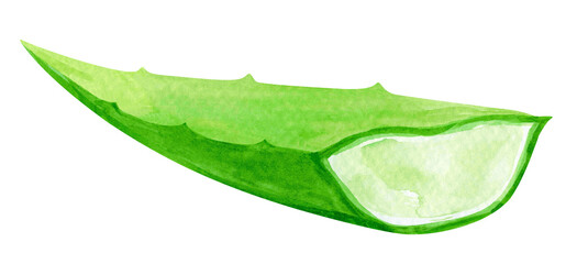 aloe vera watercolor hand drawn paint, aloe leaf isolated on white, aloe vera illustration