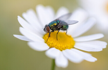 Fly on a chamomile flower.