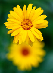 Yellow flower in the park in summer.