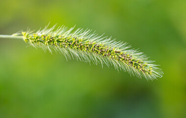 Green spikelet on the grass in summer.