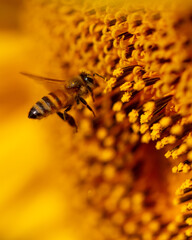 Close-up of a bee on a sunflower.