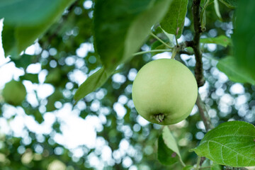 Green apple whist on a branch in the garden