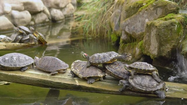 The turtles lie on top of each other, thus building a pyramid of turtles. Animals rest in the pond. Many turtles have gathered on the log lying in the water. A crowd of reptiles together.