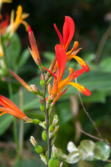 Sydney Australia, orange and yellow flowers of a canna indica lily