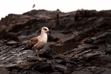 Seagull on Rocks