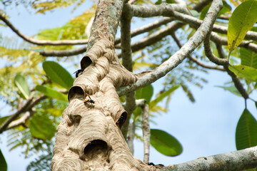 Fototapeta premium Hornets and their nest