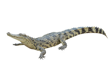 Thai crocodile isolated on white background with clipping path