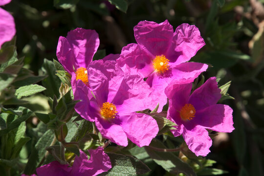 Sydney Australia, purple flowers of a cistus incanus or hoary rock-rose
