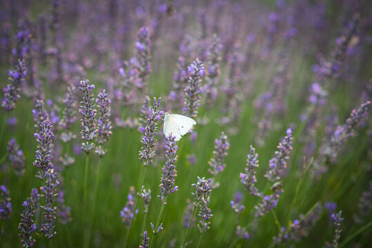 Nahaufnahme von blühendem Lavendel und weißem Schmetterling