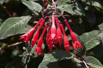 Sydney Australia, flowers of a gartenmeister fuchsia is native to the West Indies.