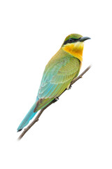 Juvenile Blue-tailed Bee-eater perching on a perch  looking into a distance