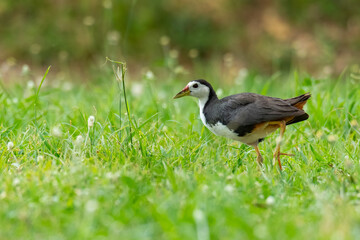 White-breasted Waterhen walking on the lawn