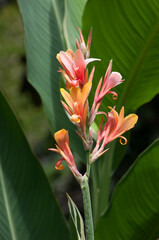 Obraz premium Sydney Australia, close-up of a pink and apricot coloured flowers of a tall variegated leaf stuttgart canna lily