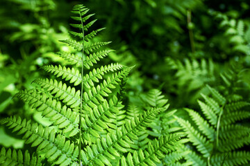 Fototapeta na wymiar Herbal background. Fern leaves in the forest. Sunny weather, space for text.