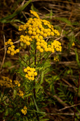 tansy, medicinal plant