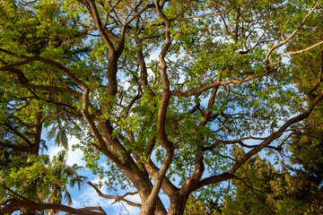 A magnificent background made of the crown of a huge tree with pieces of blue sky peeking through the leaves. A huge tree with a trunk, branches