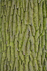 Natural background. Bark of an old tree close-up. Tree bark with moss.