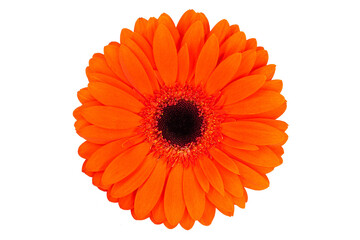 Orange gerbera flower isolated on white background. Close-up. One gerbera flower.