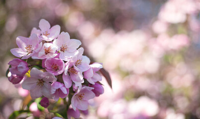 Spring blossom background.  Apple flowers close-up. A branch of a blossoming apple tree. Blurred background, sunny day. Free space for text.