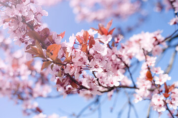 Spring background. Blooming cherry on a background of blue sky. Soft selective focus, sunny weather.