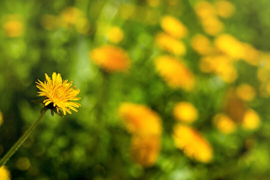 Spring floral background. Dandelion in the meadow. Blurred background. Free space for text.