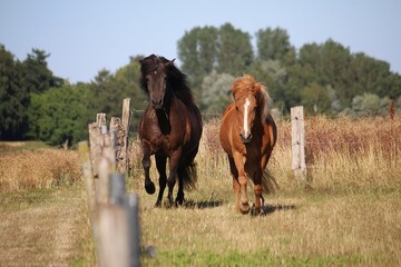 two beautiful icelandic horses are running on the paddock