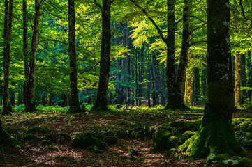 Bosque encantado, Urbasa y Andía