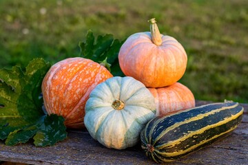 Autumn harvest of various fresh organic vegetables on a wooden background in the garden. Freshly picked pumpkin, squash and zucchini