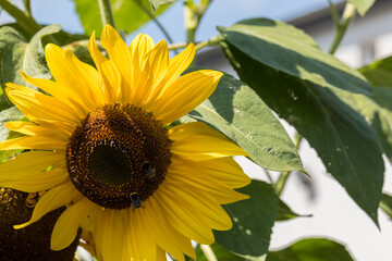 blooming sunflower