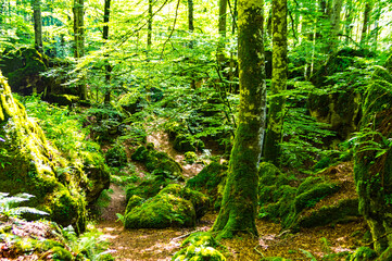 Bosque encantado, Urbasa y Andía
