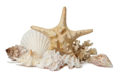 Beautiful starfish, coral and sea shells on white background