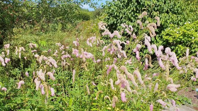 Sanguisorba Hakusanensis a summer autumn flowering plant with a pink purple summertime flower commonly known as Korean Burnet or Lilac Squirrel, video footage clip