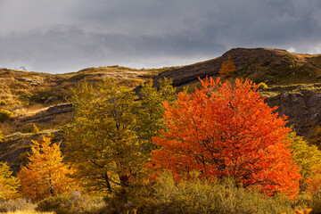 Autumn landscape with hills and Lenga trees in autumn colors