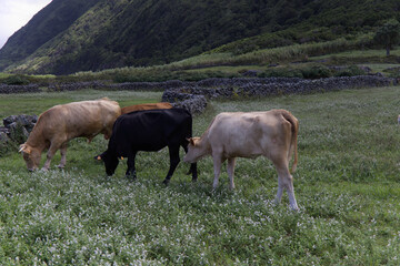 Grazing cows in the Faja dos Cubres in the island of Sao Jorge, Azores