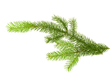 Fir sprig isolated on white background. Christmas tree. branch and cone on a white background