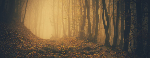 Forest in fog with mist. Fairy spooky looking woods in a misty day. Cold foggy morning in horror...
