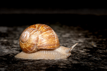 snail on a leaf