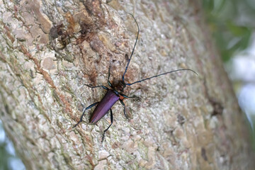 Bug. Big barbel beetle, lives on a tree. Pest.