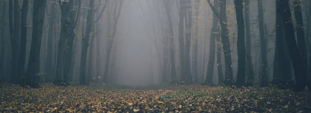 Fototapeta Forest in fog with mist. Fairy spooky looking woods in a misty day. Cold foggy morning in horror forest