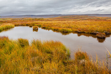 Oasis in the desolate central highlands of Iceland with little lake and grass in autumn colors