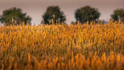 Reportage sur l' Agriculture