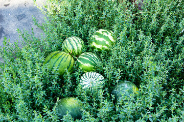 Obraz na płótnie Canvas Small crop of very sweet watermelons in the grass