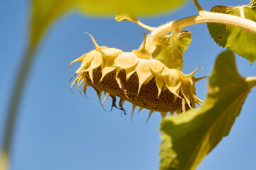 Yellow sunflower head against blue sky